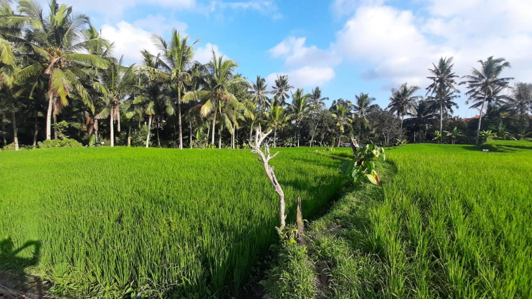 As I Am Ubud Retreat Exterior photo