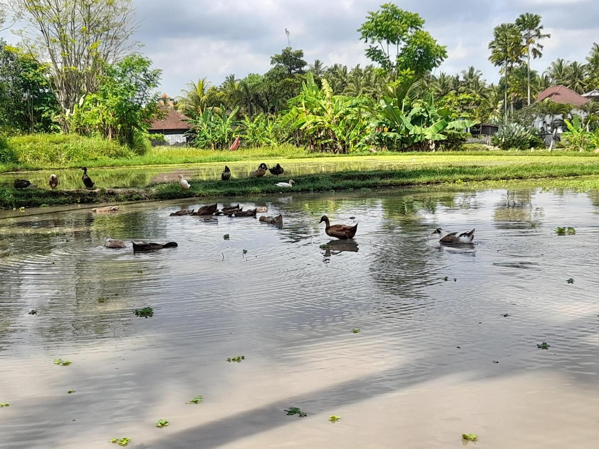As I Am Ubud Retreat Exterior photo